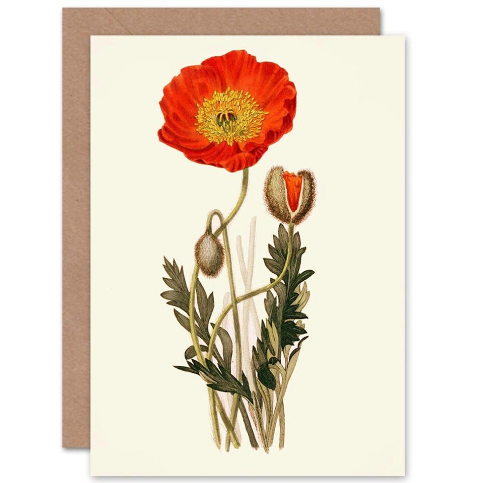 image 1 of Flora Conspicua Clark Scarlet Poppy Flower Art Blank Card