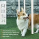 image 2 of Dog Agility Equipment Obedience Training Set for Dogs - Multicoloured