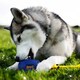 image 4 of K9Connectables Dog Toys - Tuff Stuffer Medium
