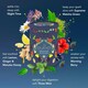 image 3 of Pukka Herbs Favourites Herbal Tea Gift Set, Ideal Gifts, 30 Teabags, 5 Flavours