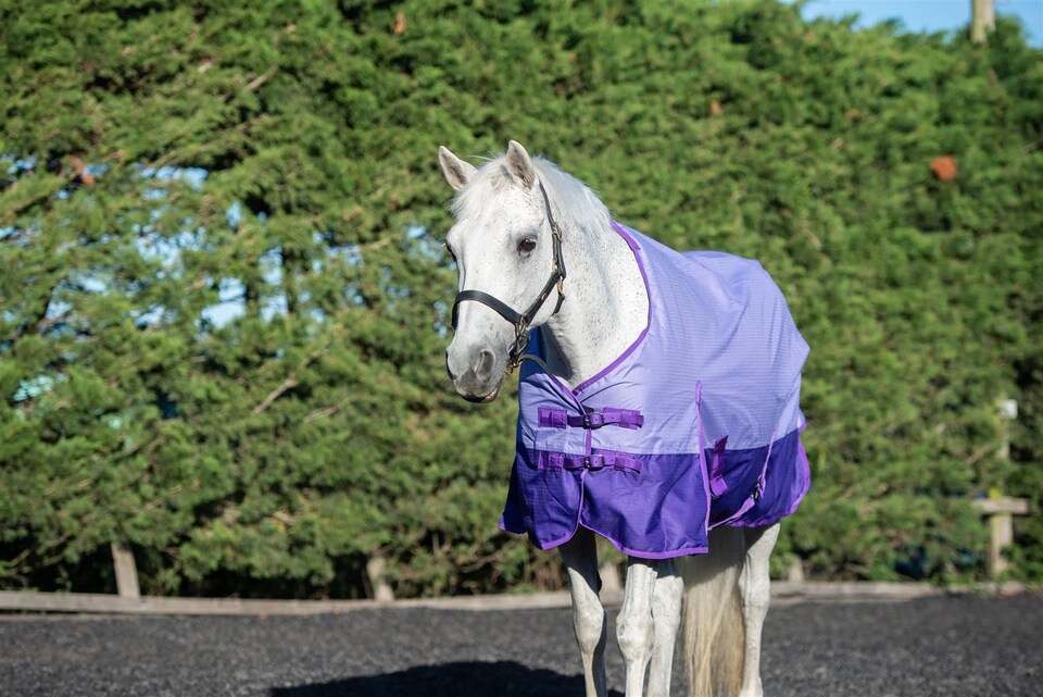 image 1 of eQuitack 600D Waterproof Horse Turnout Rug 50g Fill Regular Neck Lavender/Purple 5'6''