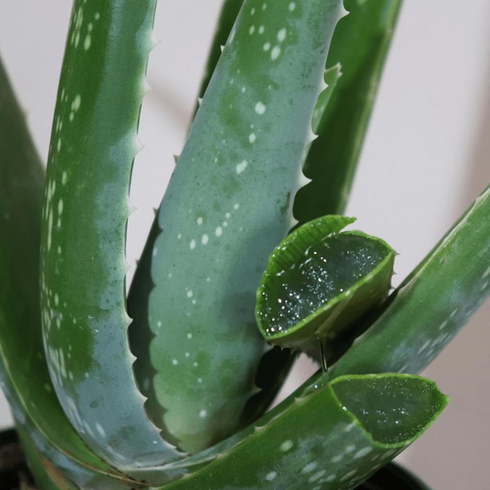 image 1 of Carbeth Plants Aloe Vera Plant with White Decorative Pot - Ideal Houseplant for Home & Office