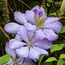Carbeth Plants 3 x Clematis Mrs Cholmondeley Climbing Plant in 9cm Pot - Summer Flowering Garden Ready Shrub For Walls, Fences or Trellis
