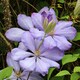 image 1 of Carbeth Plants 3 x Clematis Mrs Cholmondeley Climbing Plant in 9cm Pot - Summer Flowering Garden Ready Shrub For Walls, Fences or Trellis