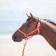image 1 of Shires Topaz Nylon Headcollar Orange | X-Full