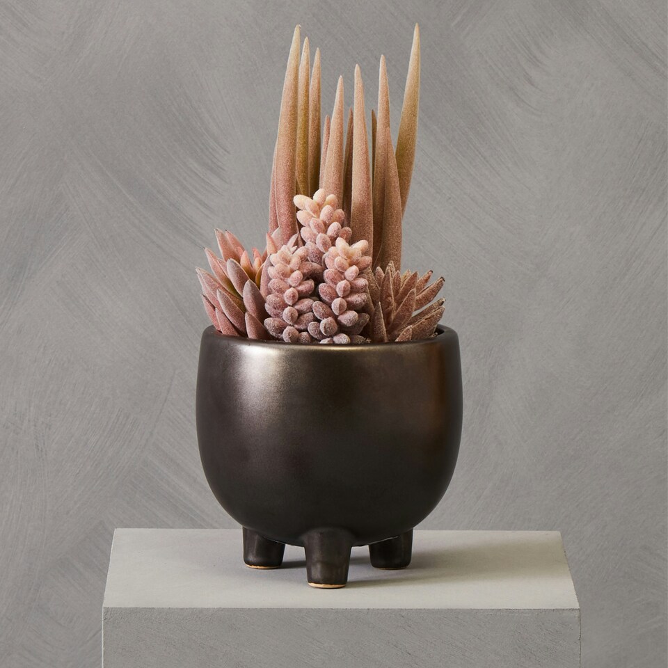 image 1 of Fiori Mixed Succulents In Ceramic Pot