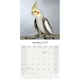image 3 of Cockatiels 2026 Calendar | Square Wall Calendar | Bird Gift | Plastic Free Packaging | by Avonside Publishing