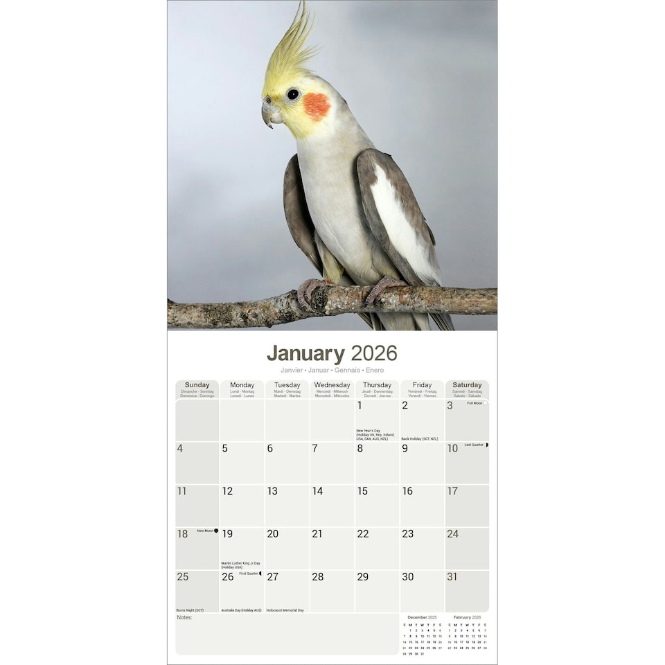 image 1 of Cockatiels 2026 Calendar | Square Wall Calendar | Bird Gift | Plastic Free Packaging | by Avonside Publishing