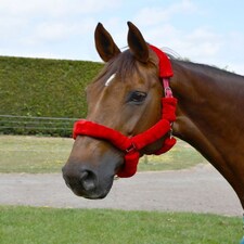 Rhinegold Fur Trim Headcollar Blue | Size: X-Full
Colour: Navy