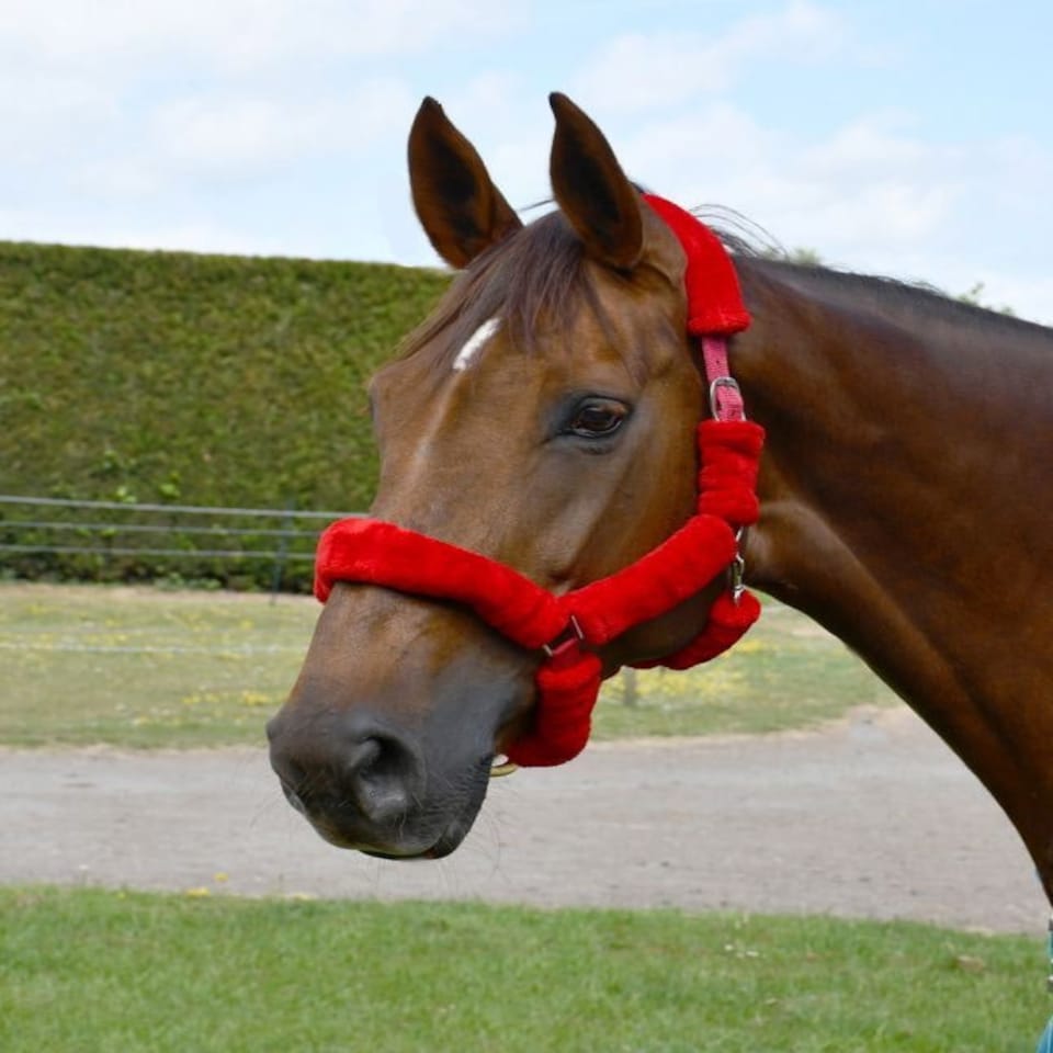 image 1 of Rhinegold Fur Trim Headcollar Blue | Size: X-Full
Colour: Navy