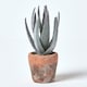 image 1 of Homescapes Aloe Vera Artificial Succulent in Decorative Rustic Terracotta Pot, 21 cm Tall