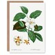 image 1 of Pierre-Joseph Redouté Art Card Mountain Camellia Flower