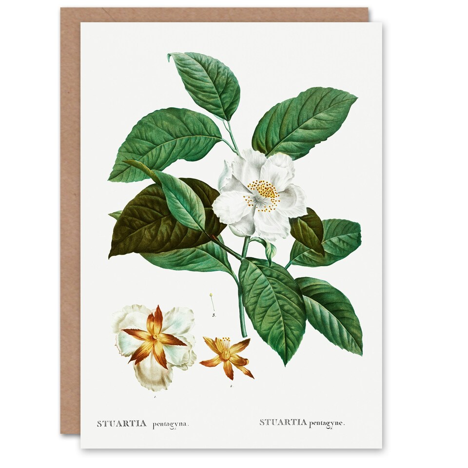 image 1 of Pierre-Joseph Redouté Art Card Mountain Camellia Flower