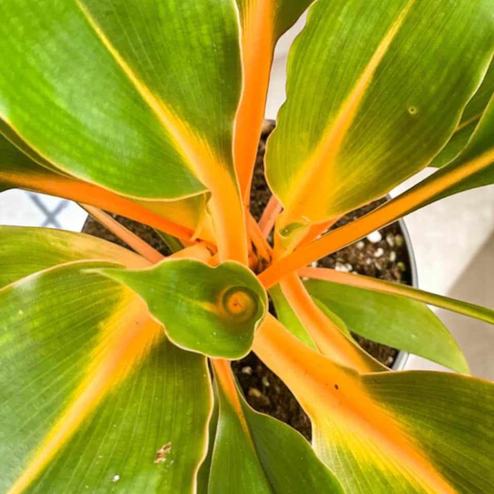 image 1 of Fire Flash Orange Spider Plant in 12cm Pot - Chlorophytum Orchidastrum - Exotic Houseplant with Vibrant Tropical Stems