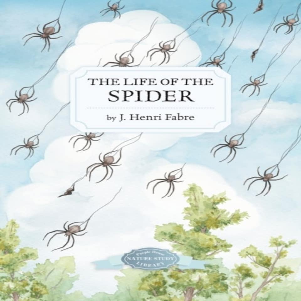 Life Of The Spider