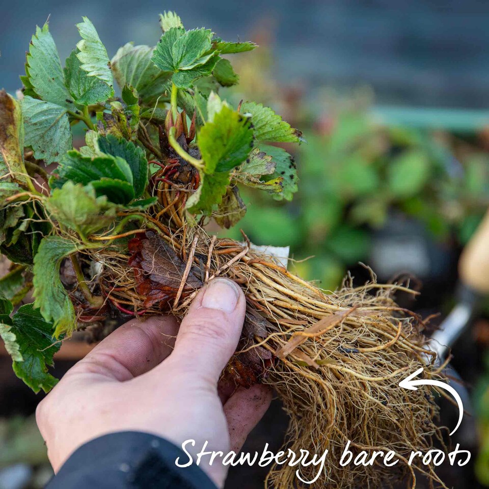 image 1 of Marshalls Garden Everbearing Strawberry 'Favori' Sweet, Disease-Tolerant, Ideal for Pots 10 bare root