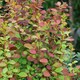 image 6 of Marshalls Garden Berberis 'Orange Rocket' 3 x 9cm