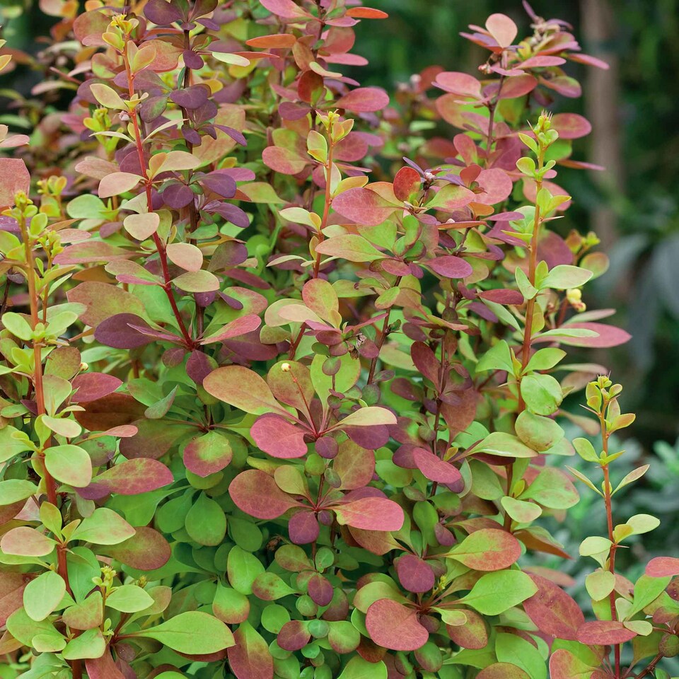 image 1 of Marshalls Garden Berberis 'Orange Rocket' 3 x 9cm
