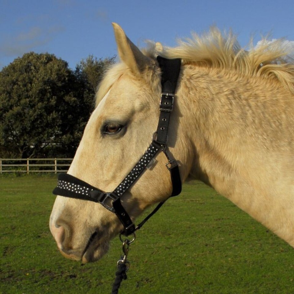 image 1 of Rhinegold Star Spangled Headcollar & Rope Set Red | Size: Cob
Colour: Red