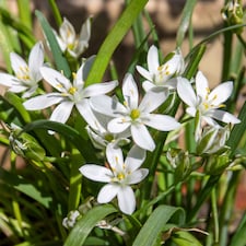 Marshalls Garden Garlic Chive Allium tuberosum (3 x 9cm)