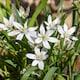 image 1 of Marshalls Garden Garlic Chive Allium tuberosum (3 x 9cm)