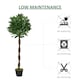 image 5 of Outsunny Set Of 2 120cm Artificial Bay Laurel Topiary Trees w/ Pot Fake