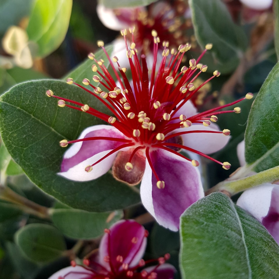 image 1 of YouGarden Pineapple Guava, Acca Selloweana, Established Fruit Tree in 3 Litre Pot, Grow Your Own Edible Fruit