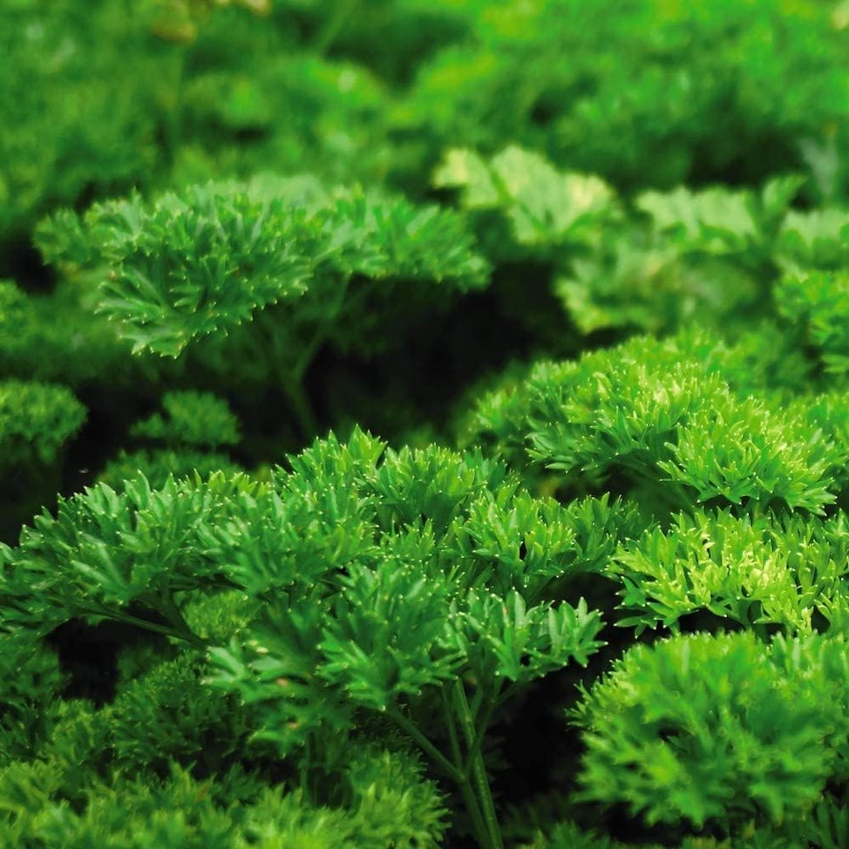 Herb Parsley Champion 1 Seed Packet (750 Seeds)