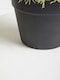 image 3 of Interiors by Premier Fiori Artificial Cactus in Plastic Pot, Desert-Inspired Faux Plant for Windowsill or Tabletop