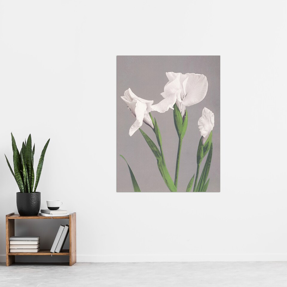 image 1 of White Irises Blooming Flowers Retro Japan Wall Art Print Kazumasa 24x32"