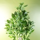 image 2 of Artificial Large Plant Shrub Green Jade 75cm Tall Botanik | Green | 2ft