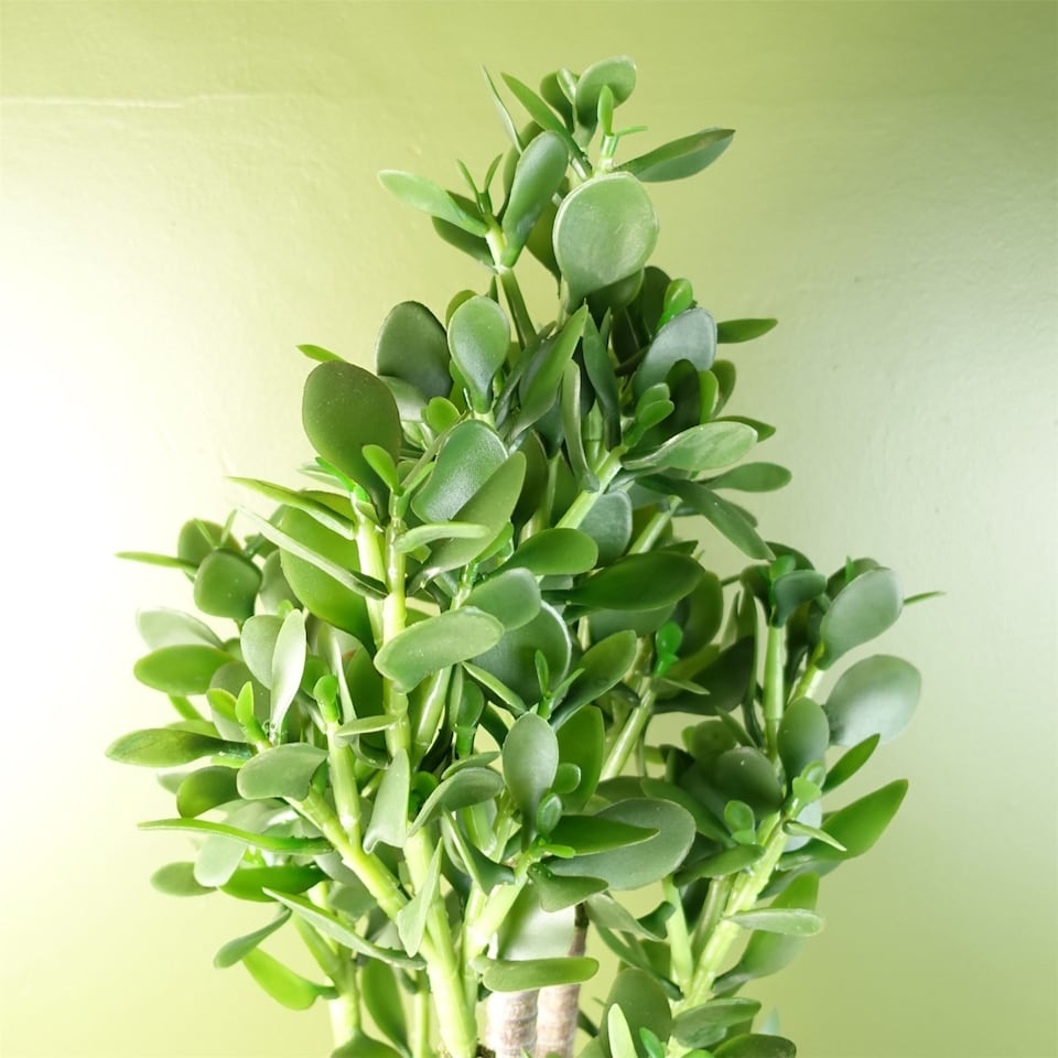 image 1 of Artificial Large Plant Shrub Green Jade 75cm Tall Botanik | Green | 2ft