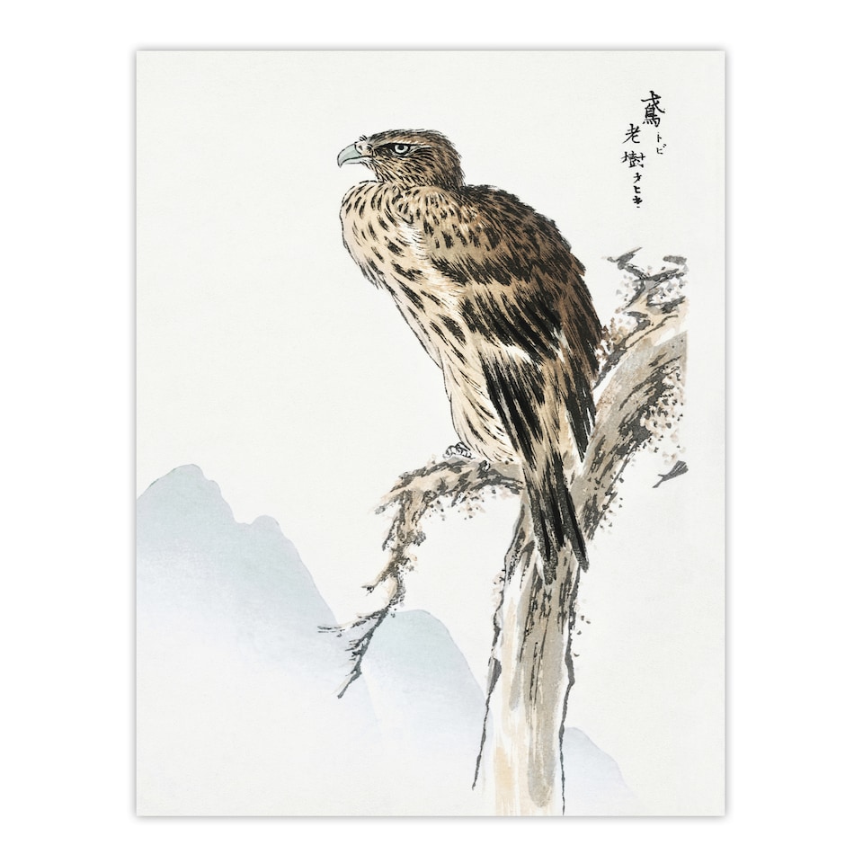 image 1 of Black Eared Kite Bird Japanese Japan Wall Art Print Numata Kashu 12x16"
