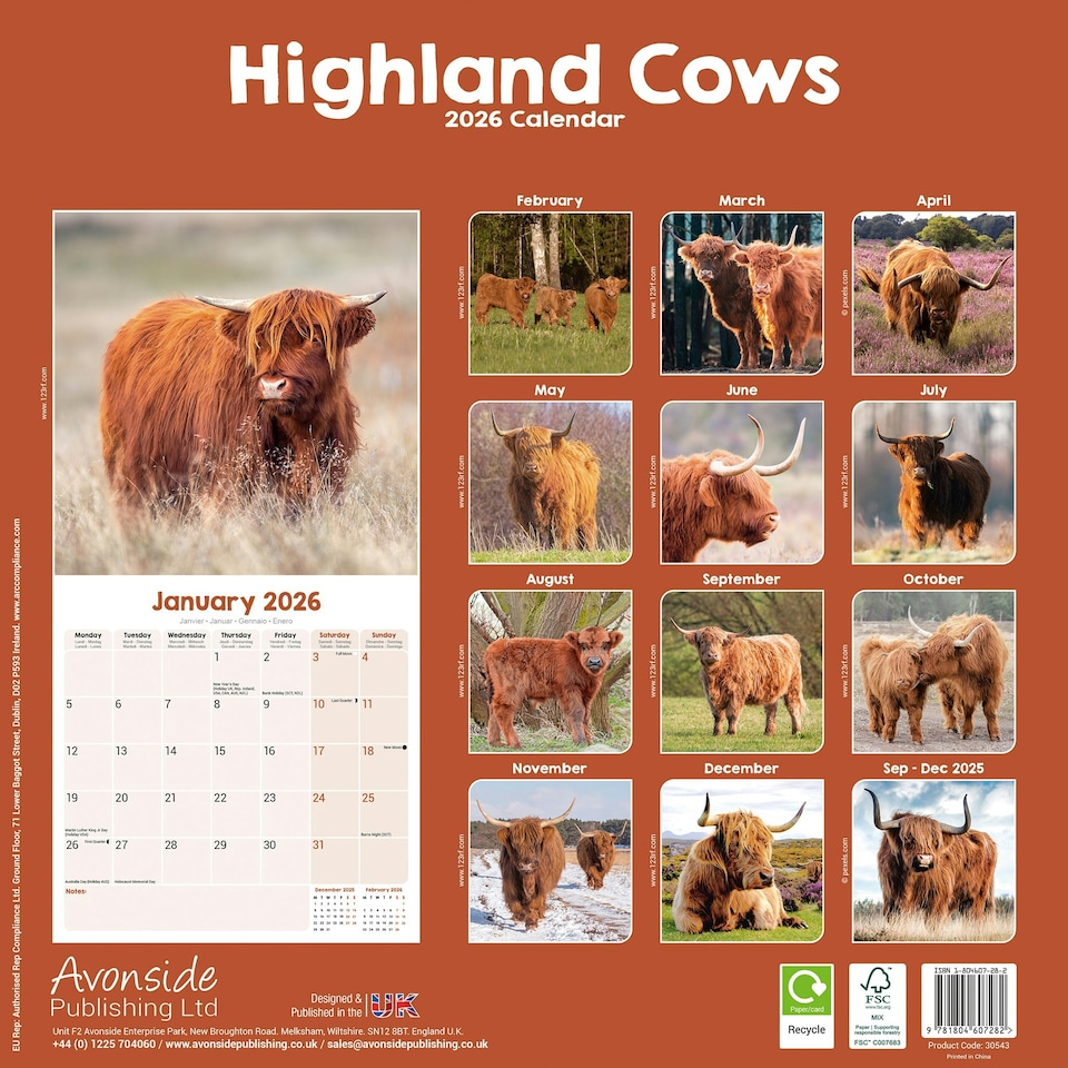 image 1 of Highland Cows 2026 Calendar | Square Wall Calendar | Farm Animal Gift | Plastic Free Packaging | by Avonside Publishing