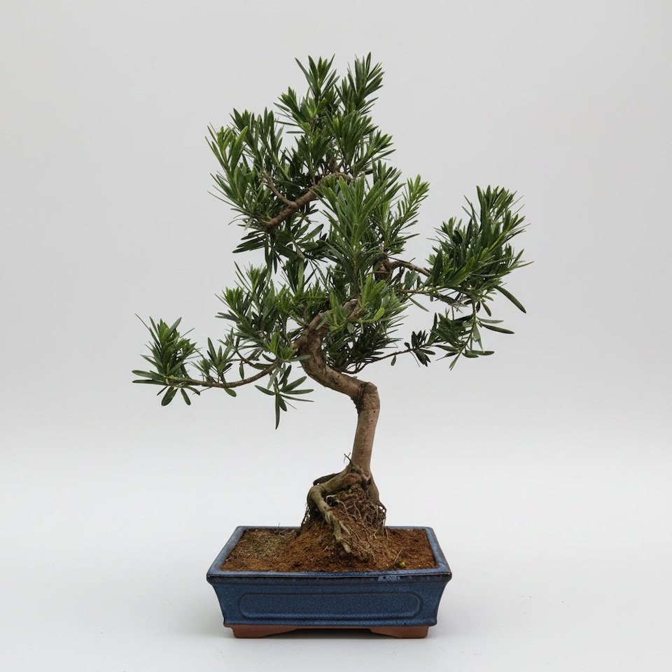 image 1 of Yorkshire Bonsai Buddhist Pine (Podocarpus Micro) Bonsai Tree Shaped In 25cm Pot