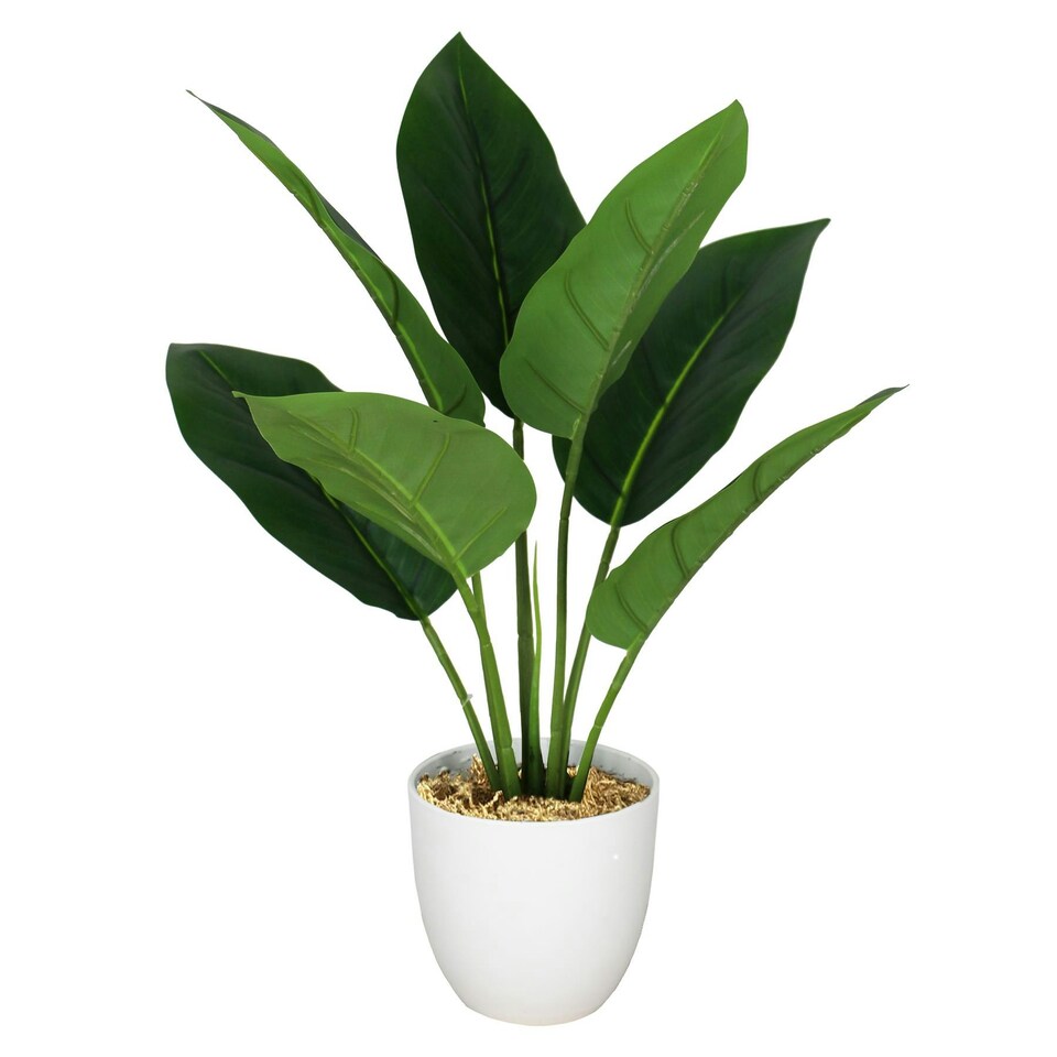 image 1 of 45cm Artificial Aureum Plant