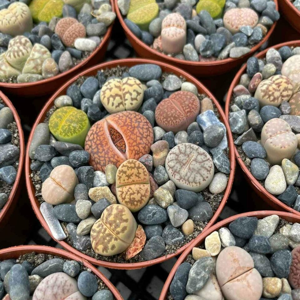 image 1 of 1 x Lithops Living Stone Mixed Succulent Plants in 9cm Pot - Indoor Pebble Plants
