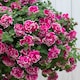 image 3 of Marshalls Garden Petunia Tumbelina Anna 6 plug plants