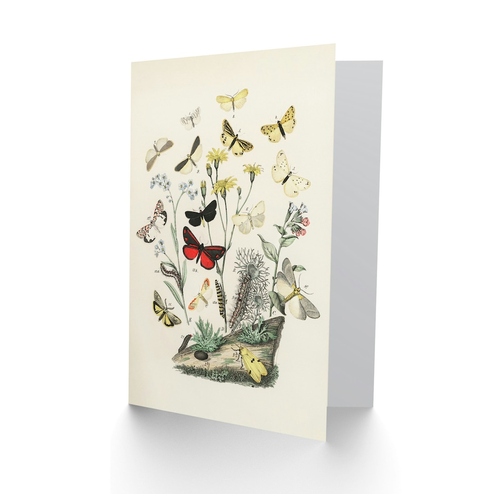 image 1 of William Forsell Kirby Art Card Small Butterflies Caterpillars