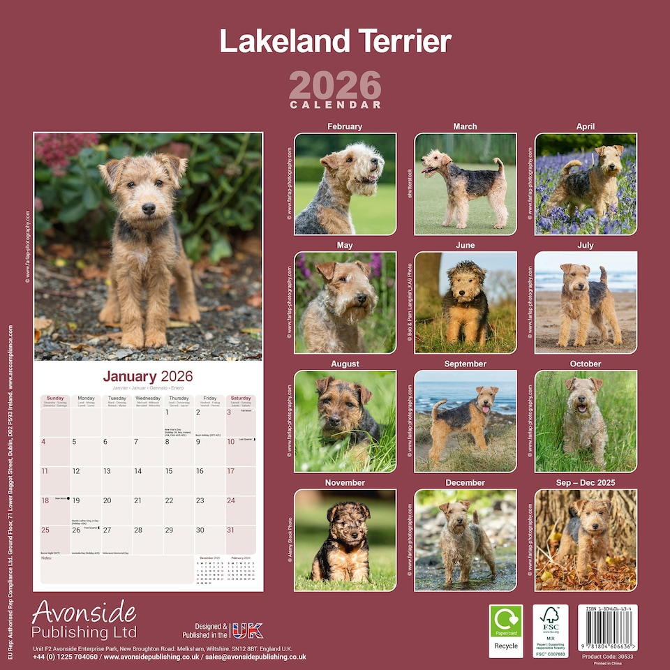 image 1 of Lakeland Terrier 2026 Calendar | Square Wall Calendar | Dog Breed Gift | Plastic Free Packaging | by Avonside Publishing