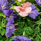 image 5 of Primrose Artificial Petunia Flowers Rattan Hanging Basket Purple Pink 30cm
