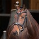 image 1 of Shires Velociti Lusso Elite Flash Bridle Black | Size: X-Full
Colour: Black