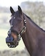 image 3 of Shires Greenguard Headcollar Black