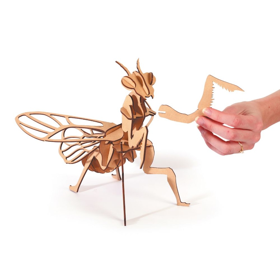 image 1 of 3D Wooden Model Kit Praying Mantis - Craft Gifts for 8 yrs +