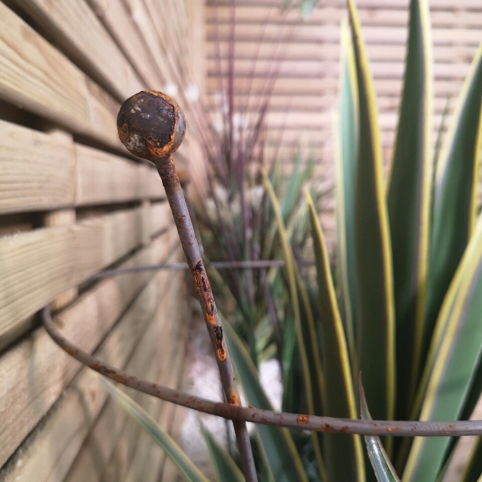 image 1 of Pack of 2 Tom Chambers Herbaceous Bare Rusted Steel Garden Plant Support Medium 54cm x 40cm
