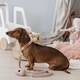 image 4 of Luxury Pink Tweed Dog Walking Set - 3 Piece