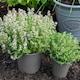 image 7 of Marshalls Garden Thyme Vulgaris 6 x 9cm