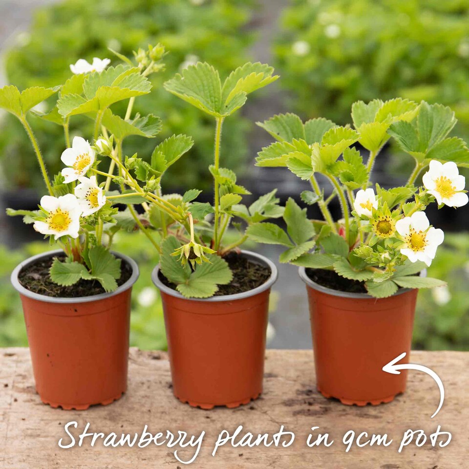 image 1 of Flamenco Everbearing Strawberry 60 bare root