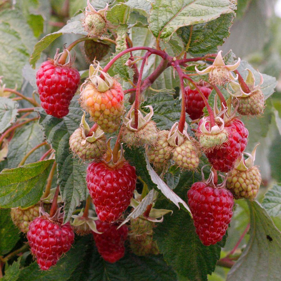 image 1 of Marshalls Garden Thornless Raspberry 'Autumn Treasure' UK-bred Primocane 5 bare root
