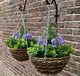 image 4 of Artificial Lavender & Eucalyptus Topiary Hanging Baskets (25cm) - Pack of 2